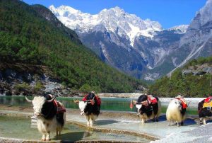 Blue Moon Valley and Baishuihe River in Lijiang (12)