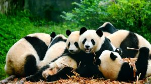 Chengdu Research Base of Giant Panda Breeding-1