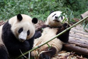 Chengdu Research Base of Giant Panda Breeding-5