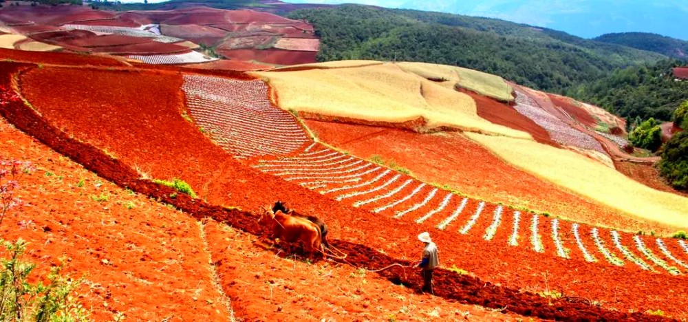 Dongchuan Red Land in Kunming (11)