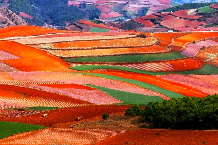 Dongchuan Red Land in Kunming (12)