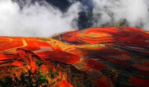 Dongchuan Red Land in Kunming (20)