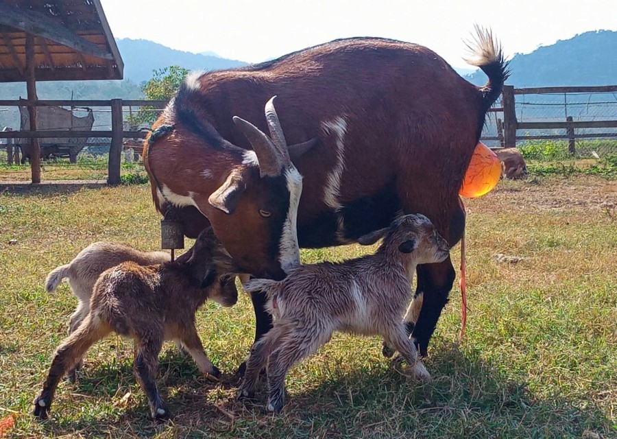 Laos Buffalo Dairy in Luang Prabang (3)