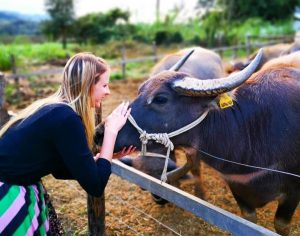 Laos Buffalo Dairy in Luang Prabang (8)