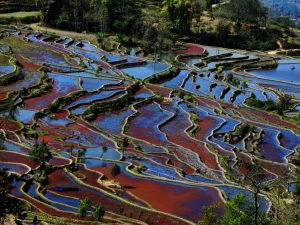 Longshuba Rice Terraces in Yuanyang, Honghe