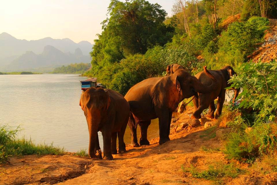 Manifa Elephant Camp in Sang Ha, Luang Prabang