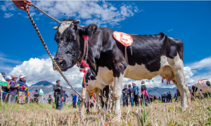 “Most-Beautiful-Yarlung-Yak”-beauty-contest-kicks-off-02