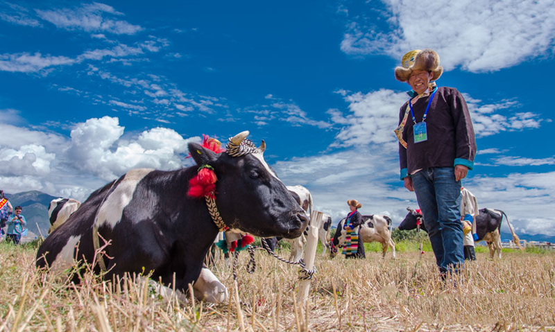 “Most-Beautiful-Yarlung-Yak”-beauty-contest-kicks-off-03