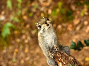 Pudacuo-national-park4