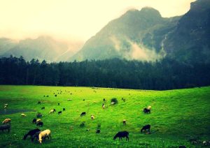 Spruce Meadow Cableway of Jade Dragon Snow Mountain in Lijiang (16)