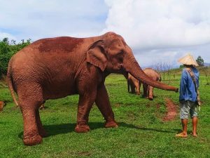 Vang Vieng Elephant Sanctuary in Laos