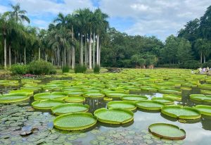 Xishuangbanna Tropical Botanical Garden