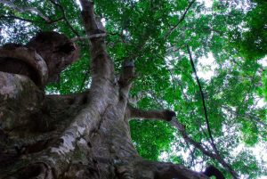 Xishuangbanna-Wild-Elephant-Valley-Nature-Reserve-02