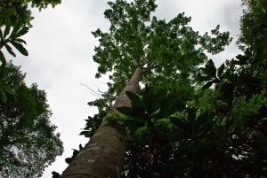 Xishuangbanna-Wild-Elephant-Valley-Nature-Reserve-03