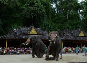 Xishuangbanna-Wild-Elephant-Valley-Nature-Reserve-13