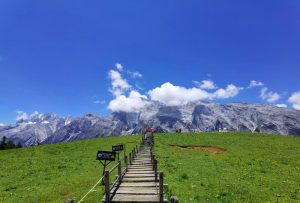 Yak Meadow of Jade Dragon Snow Mountain in Lijiang (6)