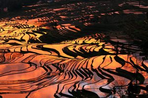 Yuanyang Hani Rice Terraces in Honghe (26)