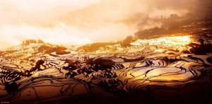 Yuanyang Hani Rice Terraces in Honghe (5)