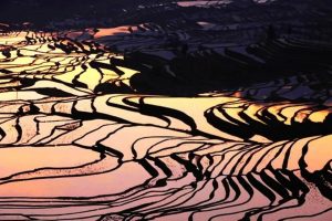 Yuanyang Hani Rice Terraces in Honghe (7)