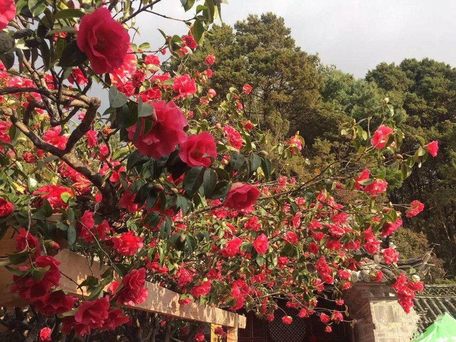 Yufeng-Monastery-Lijiang-05