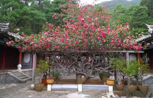 Yufeng-Monastery-Lijiang-3