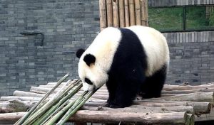 Dujiangyan-Panda-Base-04