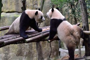 Dujiangyan-Panda-Valley-Chengdu-01