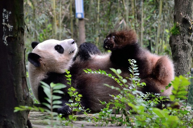 Dujiangyan-Panda-Valley-Chengdu-03