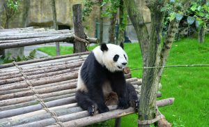 Dujiangyan-Panda-Valley-Chengdu-06