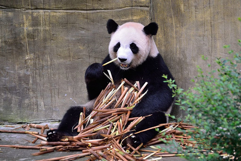 Dujiangyan-Panda-Valley-Chengdu-07