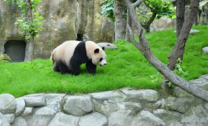 Dujiangyan-Panda-Valley-Chengdu-08