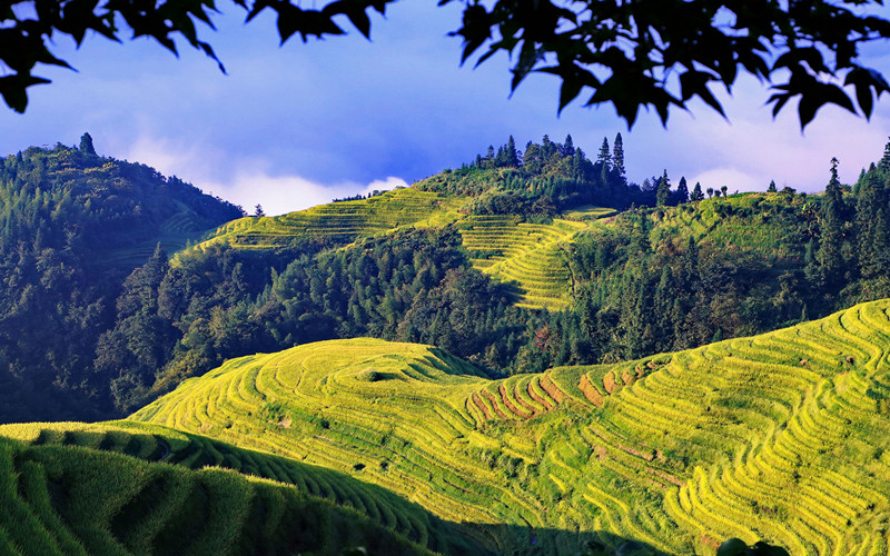 Longsheng-Longji-Rice-Terraces-in-Guilin-01