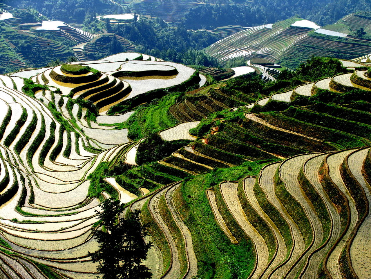 Longsheng-Longji-Rice-Terraces-in-Guilin-04