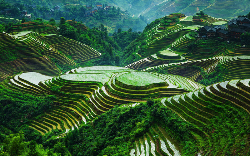 Longsheng-Longji-Rice-Terraces-in-Guilin-06