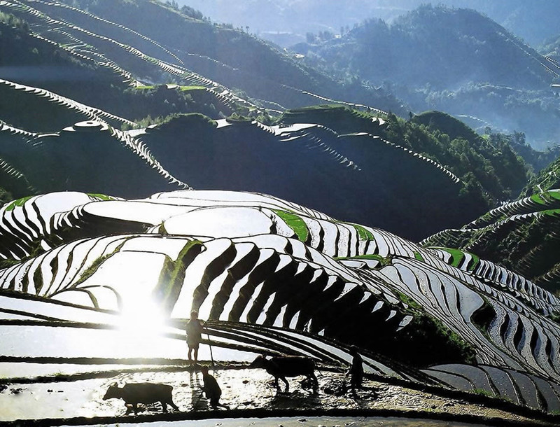 Longsheng-Longji-Rice-Terraces-in-Guilin-10