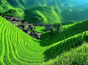 Longsheng-Longji-Rice-Terraces-in-Guilin-18