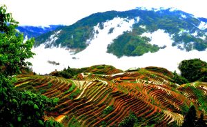 Longsheng-Longji-Rice-Terraces-in-Guilin-19