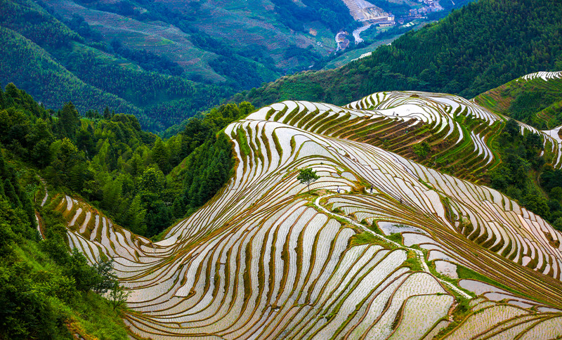 Longsheng-Longji-Rice-Terraces-in-Guilin-21