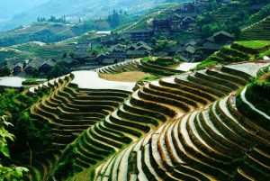 Longsheng-Longji-Rice-Terraces-in-Guilin-28