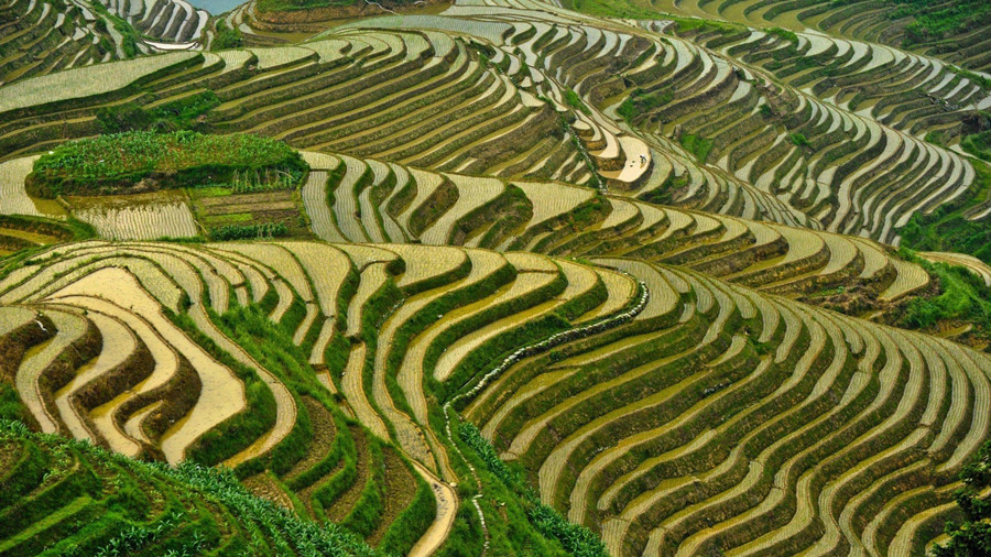 Longsheng-Longji-Rice-Terraces-in-Guilin-31