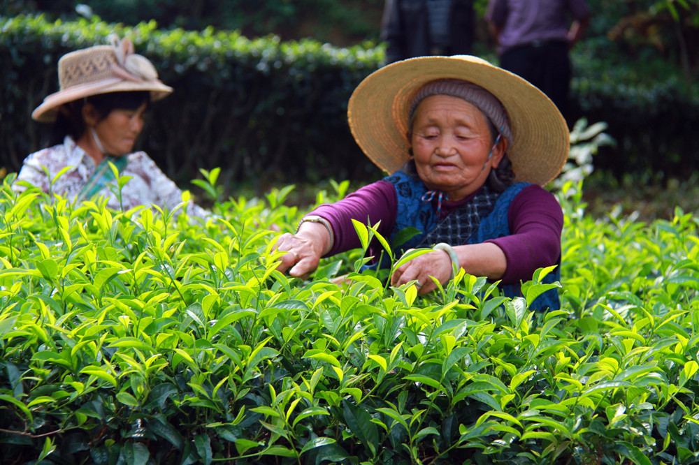 9 Days South Yunnan Coffee and Puerh Tea Tour