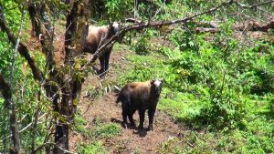 Sakteng Wildlife Sanctuary in Trashigang, Bhutan (2)