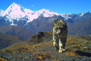 Wangchuck Centennial National Park in Bhutan (1)