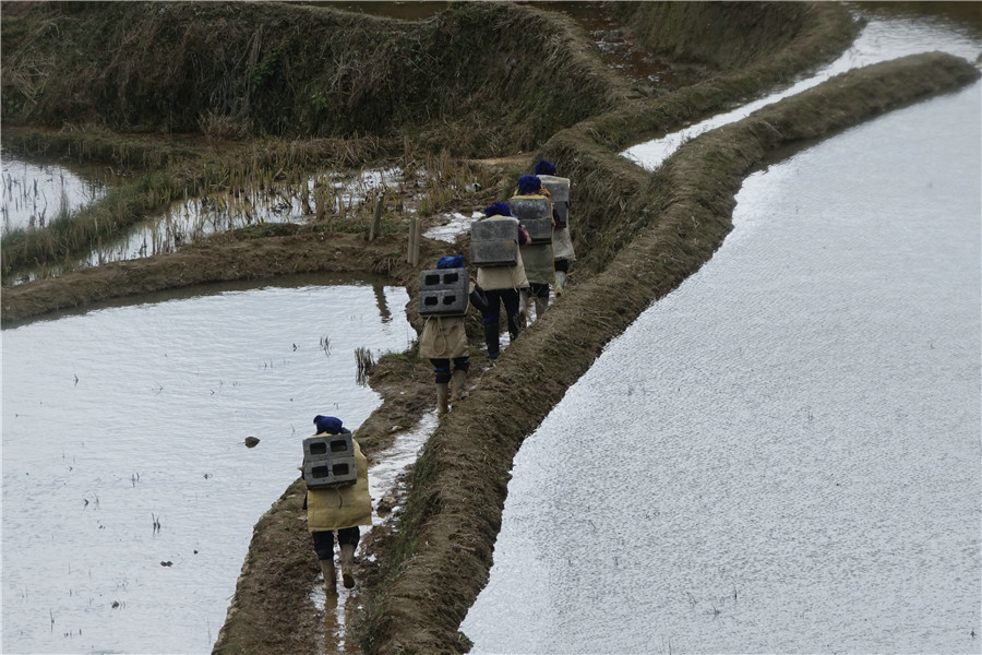 Azheke Rice Terraces in Yuanyang County (7)