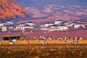 Hamugu Tibetan Village in Shangrila, Diqing (2)