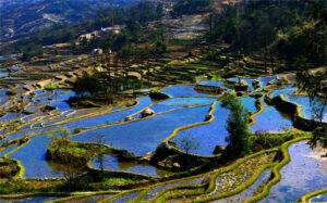 Qingkou-Hani-Rice-Terraces-in-Yuanyang-County-Honghe-03