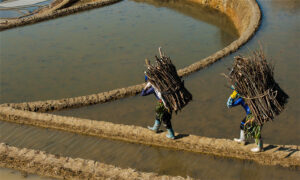 Qingkou-Hani-Rice-Terraces-in-Yuanyang-County-Honghe-19