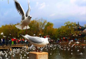 The Green Lake Park, Kunming (1)