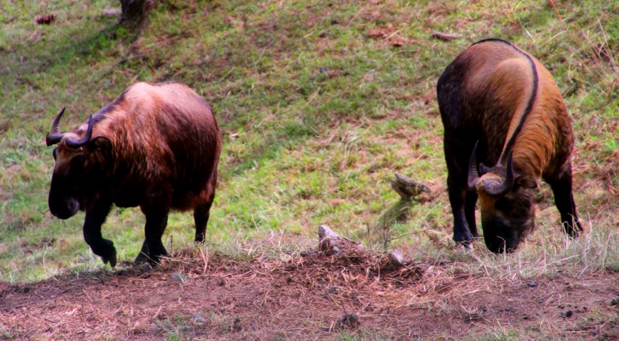 Motithang Takin Preserve in Thimphu, Bhutan2