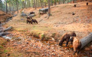 takin is the national animal of Bhutan